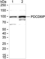 Alix Recombinant Rabbit Monoclonal Antibody (K01_1M55)