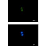 ASH2L Recombinant Rabbit Monoclonal Antibody (K01_1K95)