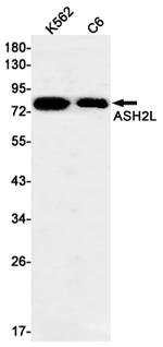 ASH2L Antibody in Western Blot (WB)