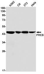 PREB Antibody in Western Blot (WB)