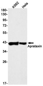 Aprataxin Antibody in Western Blot (WB)