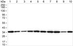 ARPC2 Antibody in Western Blot (WB)