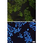 ATG3 Recombinant Rabbit Monoclonal Antibody (K01_1N19)