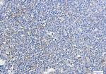 ATG3 Antibody in Immunohistochemistry (Paraffin) (IHC (P))