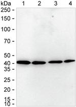 ATG3 Antibody in Western Blot (WB)