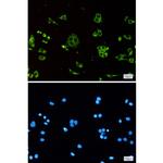 ATP5G1 Recombinant Rabbit Monoclonal Antibody (K01_1K62)