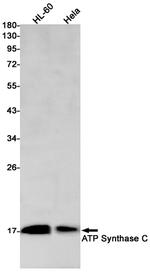 ATP5G1 Antibody in Western Blot (WB)