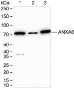 Annexin A6 Antibody in Western Blot (WB)