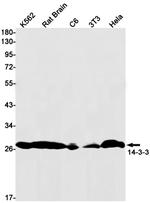 14-3-3 beta Antibody in Western Blot (WB)