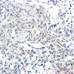 Phospho-Synapsin 1 (Ser9) Antibody in Immunohistochemistry (Paraffin) (IHC (P))