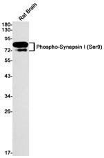 Phospho-Synapsin 1 (Ser9) Antibody in Western Blot (WB)