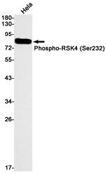 Phospho-RSK4 (Ser232) Antibody in Western Blot (WB)