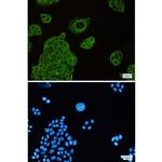 beta-4 Tubulin Recombinant Rabbit Monoclonal Antibody (K01_1N54)