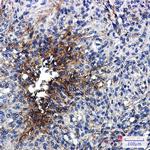 beta-4 Tubulin Antibody in Immunohistochemistry (Paraffin) (IHC (P))