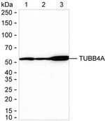 beta-4 Tubulin Antibody in Western Blot (WB)