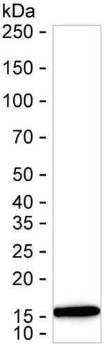 MGST1 Antibody in Western Blot (WB)