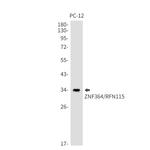RNF115 Antibody in Western Blot (WB)
