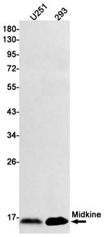 Midkine Recombinant Rabbit Monoclonal Antibody (K01_1K43)