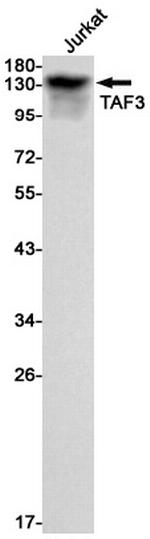 TAF3 Antibody in Western Blot (WB)