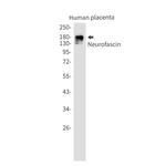Neurofascin Antibody in Western Blot (WB)