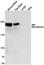 Neurofascin Recombinant Rabbit Monoclonal Antibody (K01_1K90)