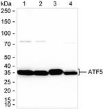 ATF5 Antibody in Western Blot (WB)