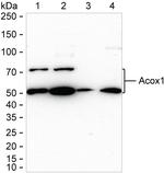 ACOX1 Antibody in Western Blot (WB)