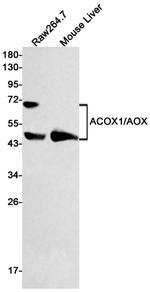 ACOX1 Antibody in Western Blot (WB)
