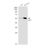 AKT3 Antibody in Western Blot (WB)
