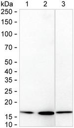 eIF5A Antibody in Western Blot (WB)