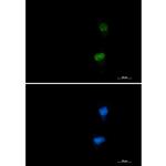 Phospho-ATF2 (Thr71) Recombinant Rabbit Monoclonal Antibody (K01_1N16)