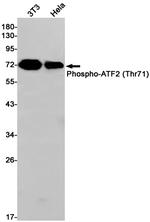 Phospho-ATF2 (Thr71) Antibody in Western Blot (WB)