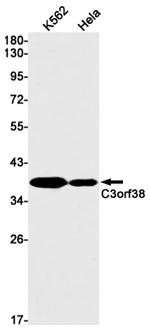 C3orf38 Recombinant Rabbit Monoclonal Antibody (K01_1N74)