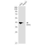 AHA1 Antibody in Western Blot (WB)
