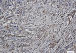 ATG4C Recombinant Rabbit Monoclonal Antibody (K01_1N21)