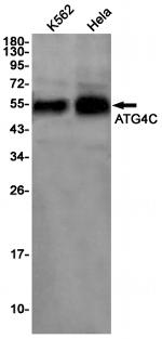 ATG4C Antibody in Western Blot (WB)
