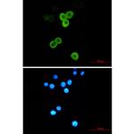 AGR2 Antibody in Immunocytochemistry (ICC/IF)