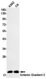 AGR2 Antibody in Western Blot (WB)