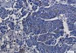 ASS1 Antibody in Immunohistochemistry (Paraffin) (IHC (P))
