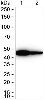 ASS1 Antibody in Western Blot (WB)