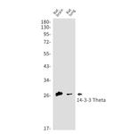 14-3-3 theta Recombinant Rabbit Monoclonal Antibody (K01_1M21)
