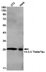 14-3-3 theta Antibody in Western Blot (WB)