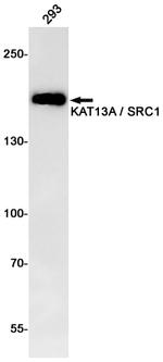 SRC1 Antibody in Western Blot (WB)