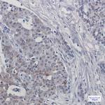 TRMT2A Antibody in Immunohistochemistry (Paraffin) (IHC (P))