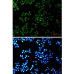 TREX1 Recombinant Rabbit Monoclonal Antibody (K01_1K99)
