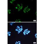 Phospho-MSK1 (Ser360) Antibody in Immunocytochemistry (ICC/IF)