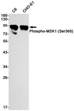 Phospho-MSK1 (Ser360) Antibody in Western Blot (WB)