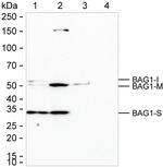BAG1 Antibody in Western Blot (WB)