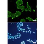 Annexin V Recombinant Rabbit Monoclonal Antibody (K01_1L49)