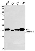 Annexin V Antibody in Western Blot (WB)